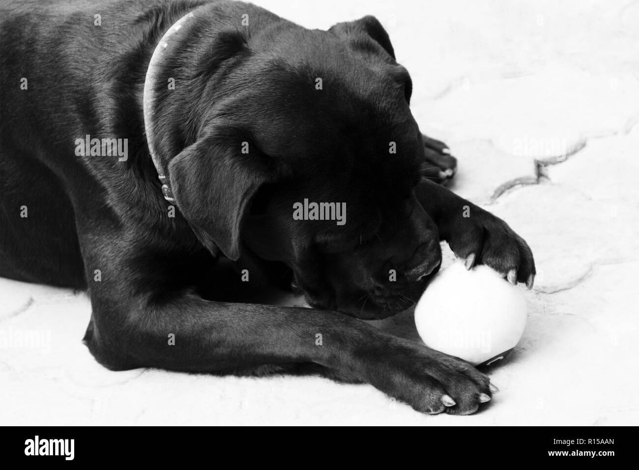 Piccolo cane nero di cane corso con sfera. foto Foto Stock