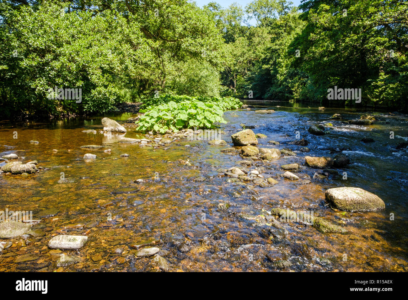 In estate la luce del sole sul fiume Derwent che fluisce da alberi nel Derbyshire campagna, Peak District, England, Regno Unito Foto Stock