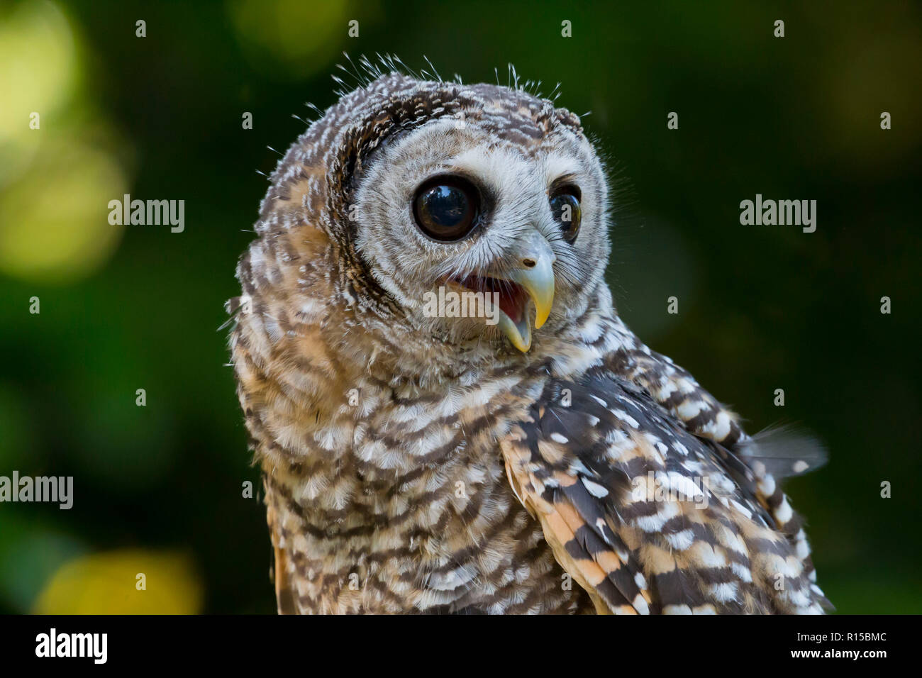 Ritratto di un adolescente Chaco Allocco (Strix chacoensis) Foto Stock