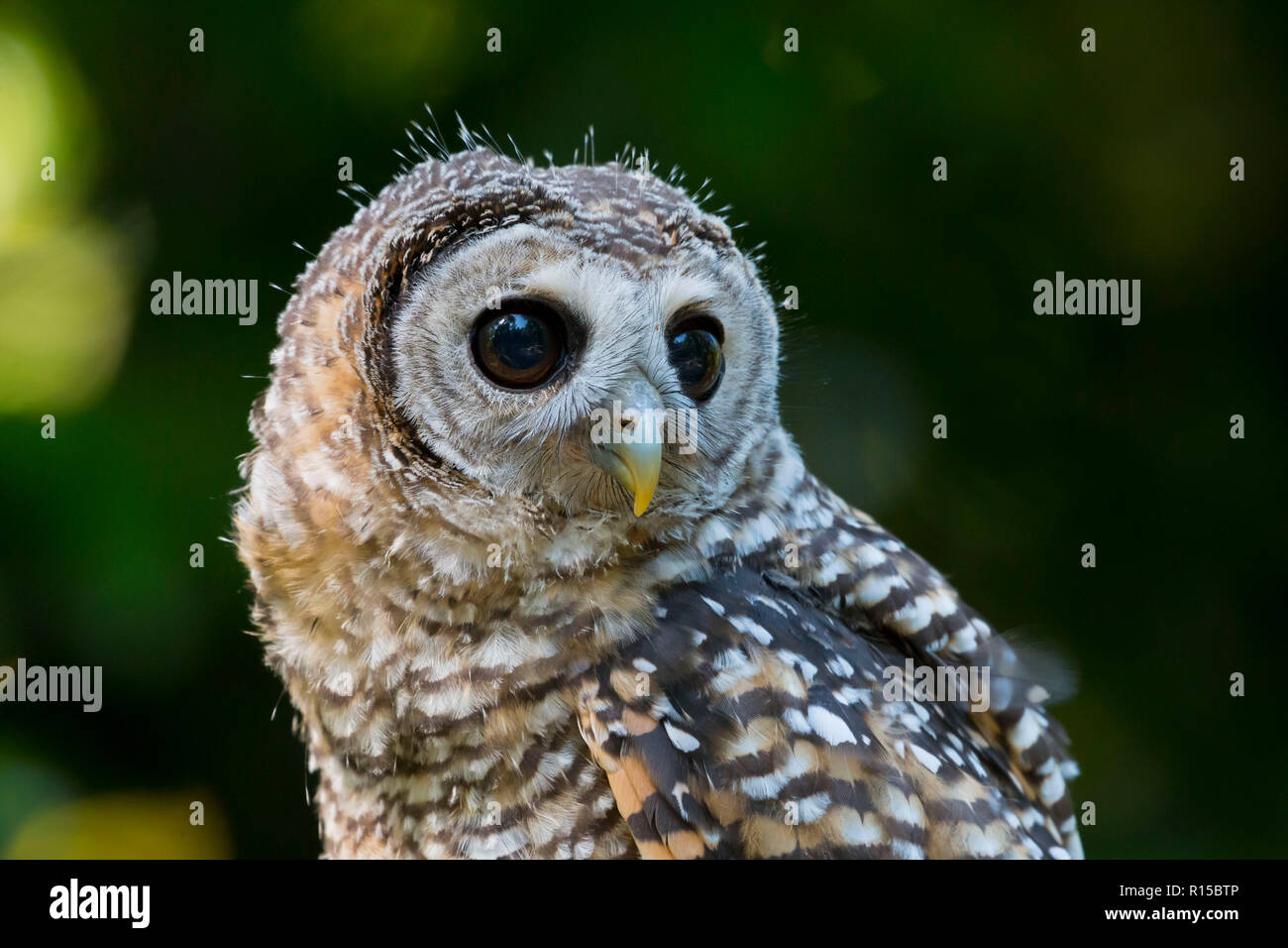 Ritratto di un adolescente Chaco Allocco (Strix chacoensis) Foto Stock