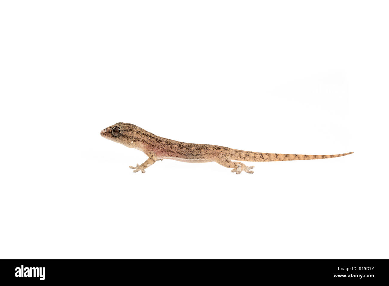 La piccola casa Comon Gecko su sfondo bianco Foto Stock