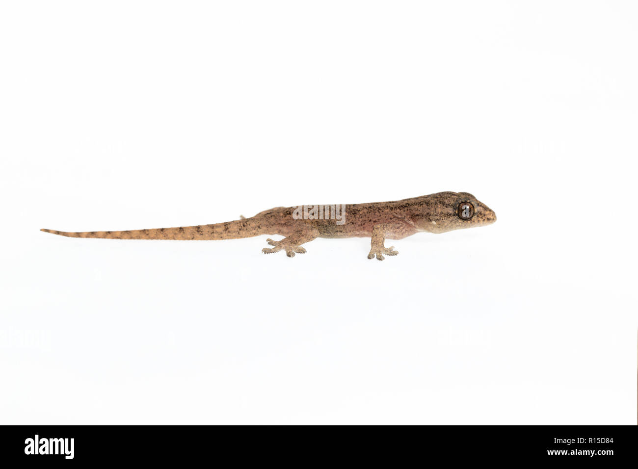La piccola casa Comon Gecko su sfondo bianco Foto Stock