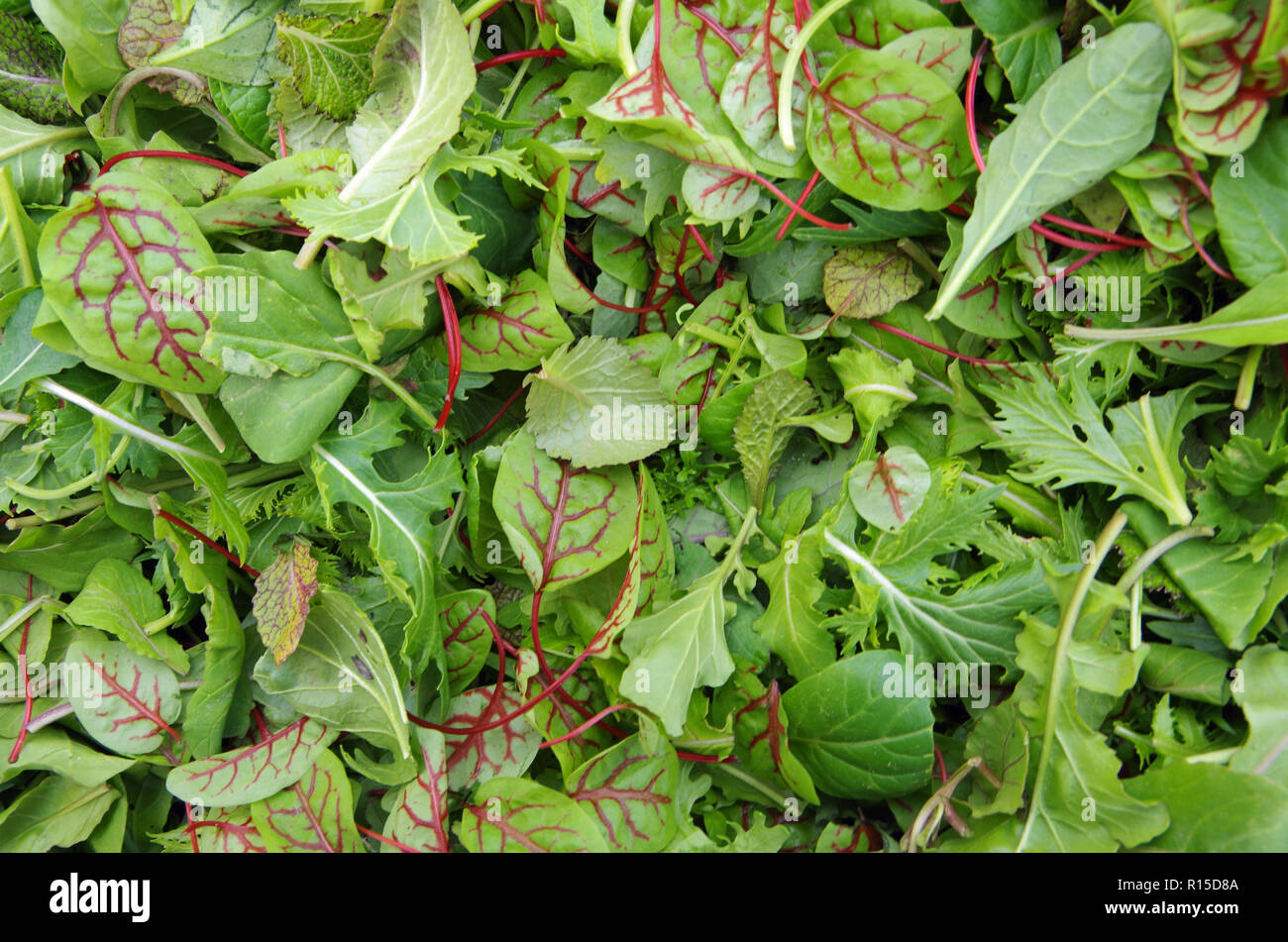 Campo Raw verdi sano mix di insalata Foto Stock