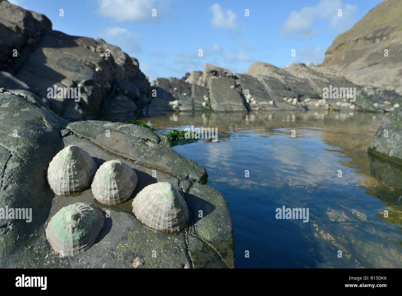 Le patelle comune (Patella vulgata) attaccata a rocce sfrangiare un rock pool esposta a bassa marea, Duckpool Beach, Cornwall, Regno Unito, Settembre. Foto Stock