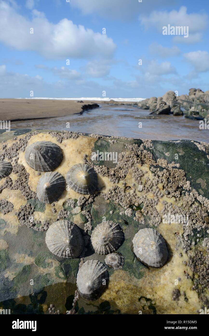 Le patelle comune (Patella vulgata) attaccato ad un intertidal boulder, esposti da una marea calante, Cornwall, Regno Unito, Settembre. Foto Stock