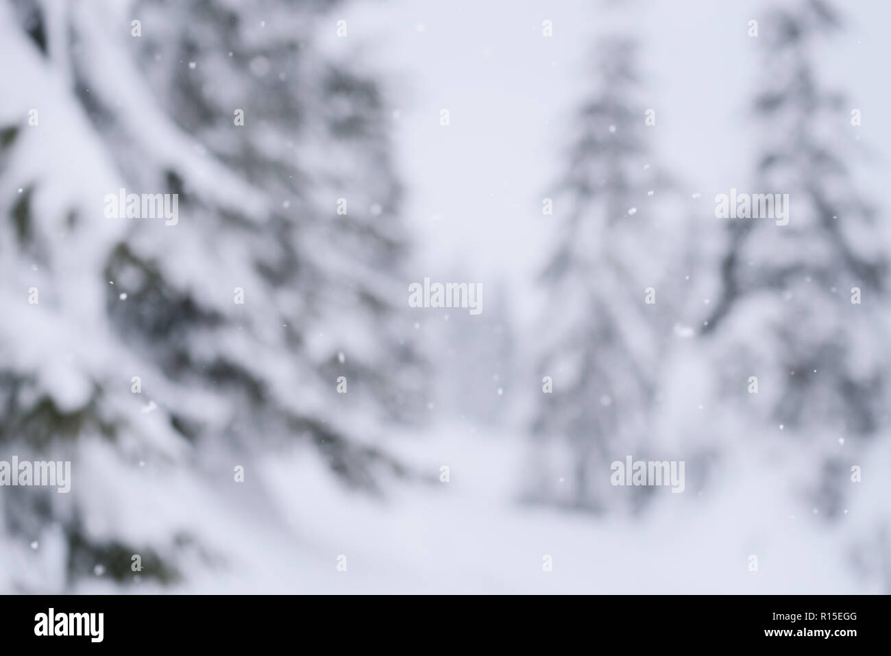 Sfocato sfondo d'inverno. La foresta di abete rosso nella neve. Nuvoloso meteo Foto Stock