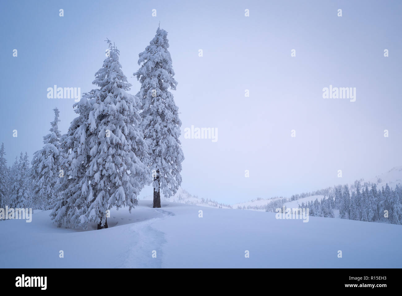 Paesaggio invernale con copia spazio. Snowy abeti in una valle di montagna. Il percorso nella neve. Vista nuvoloso con haze Foto Stock