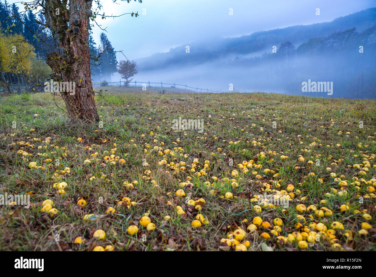 Albero di mele e di erba campo coperto con mele su di una collina che si affaccia sul brumoso paesaggio autunnale, Ulmen, West Eifel campo vulcanico, Renania, Germania Foto Stock