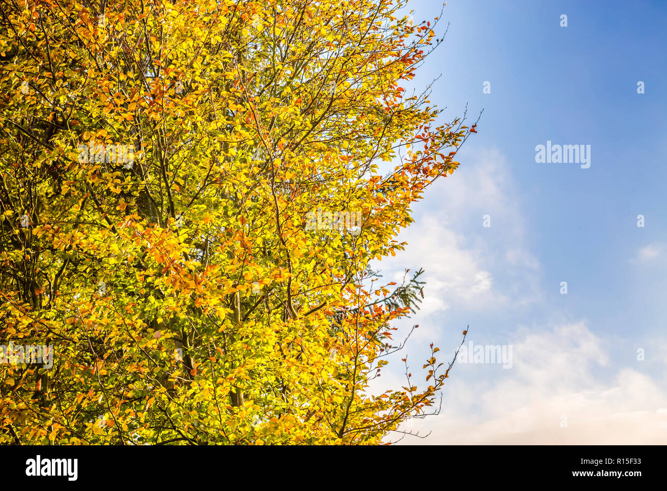 Lo zoom in vista di albero a foglie decidue in autunno colori e cielo blu, Ulmen, West Eifel campo vulcanico, Renania, Germania, Europa Foto Stock