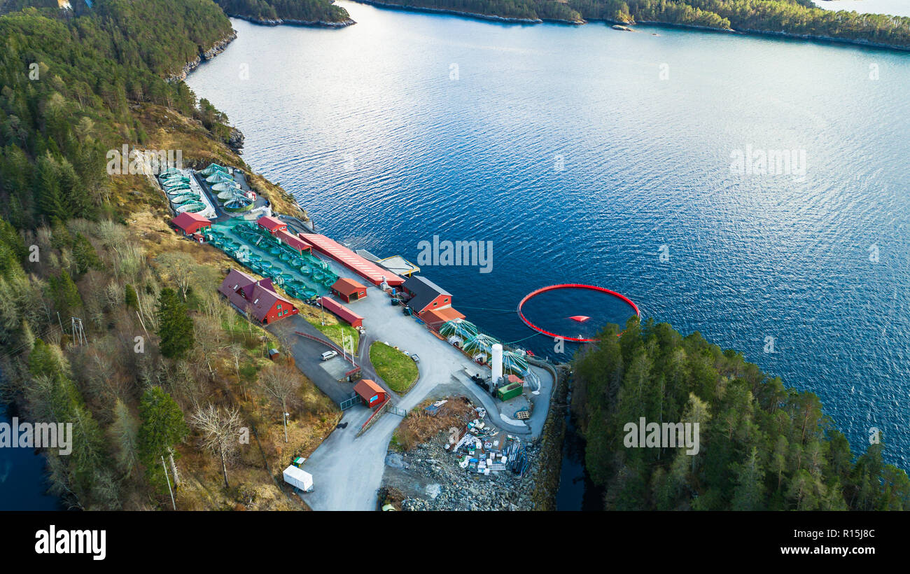 Pesce salmone agriturismo vicino a Bergen, Norvegia. Foto Stock