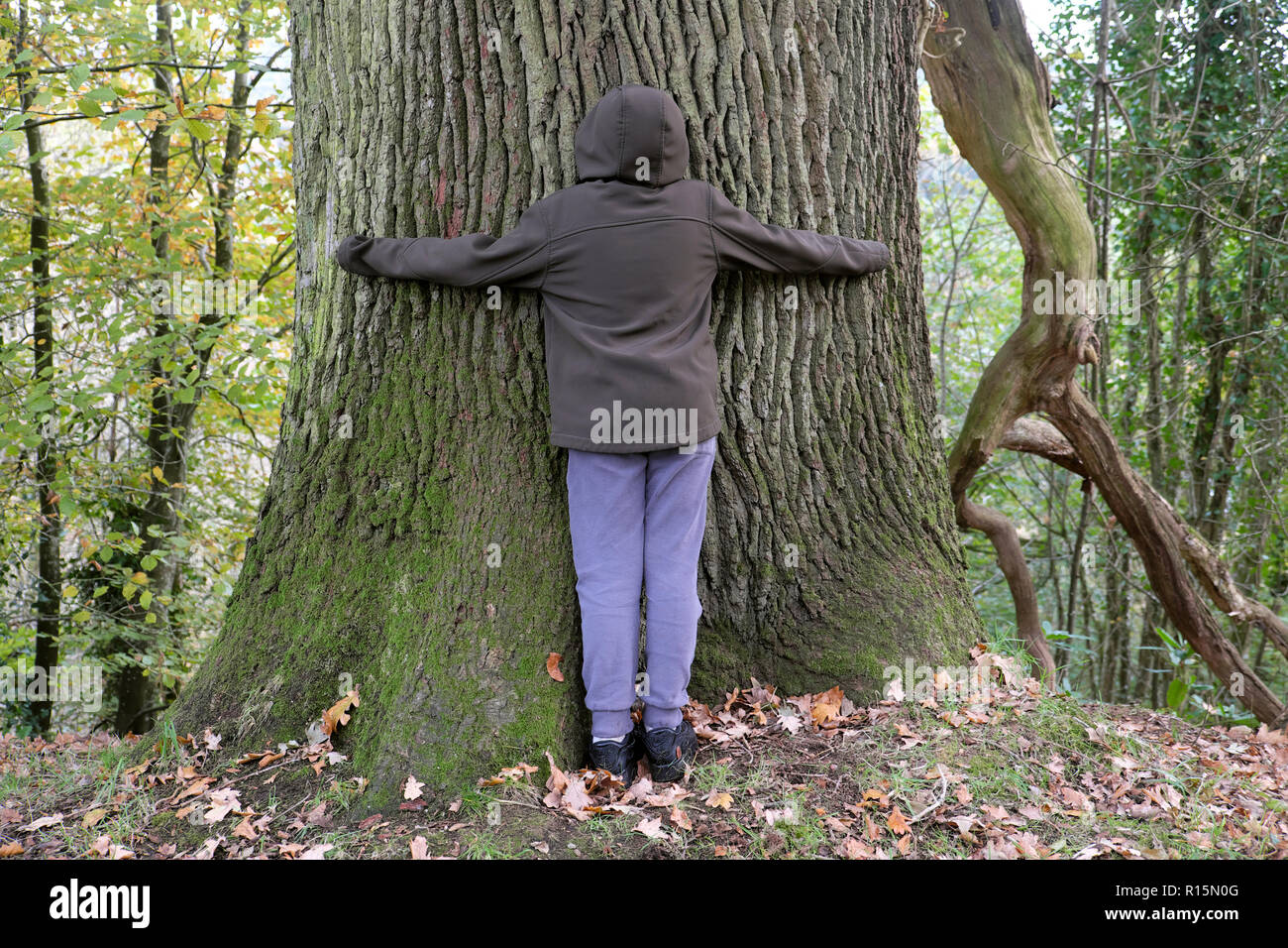 Vista posteriore di un ragazzo che abbraccia un albero in Dinefwr Park woodland sul suo modo di visitare il Castello di Dinefwr Llandeilo Carmarthenshire South Wales UK KATHY DEWITT Foto Stock