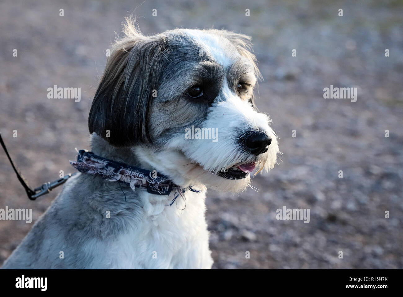 Grigio, marrone e bianco cane Foto Stock
