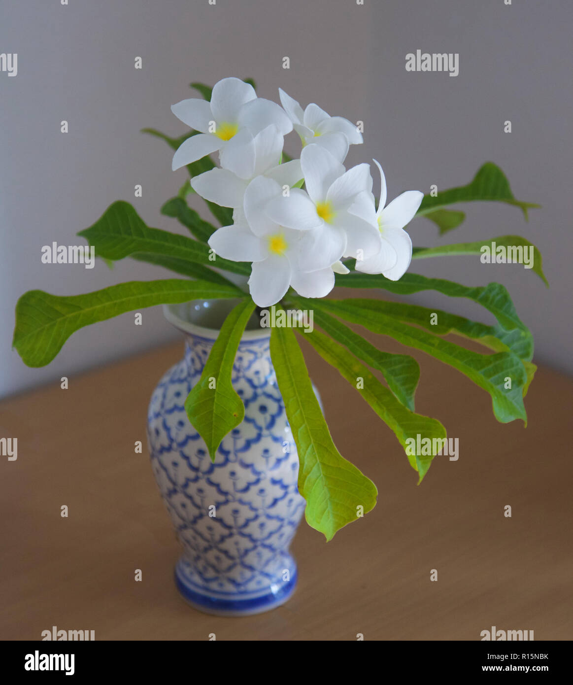 Graziosi fiori bianchi in Thailandia Foto Stock