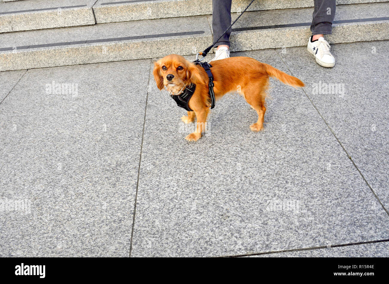 Cane al guinzaglio in Trafalgar Square a Londra, Inghilterra, Regno Unito. Foto Stock