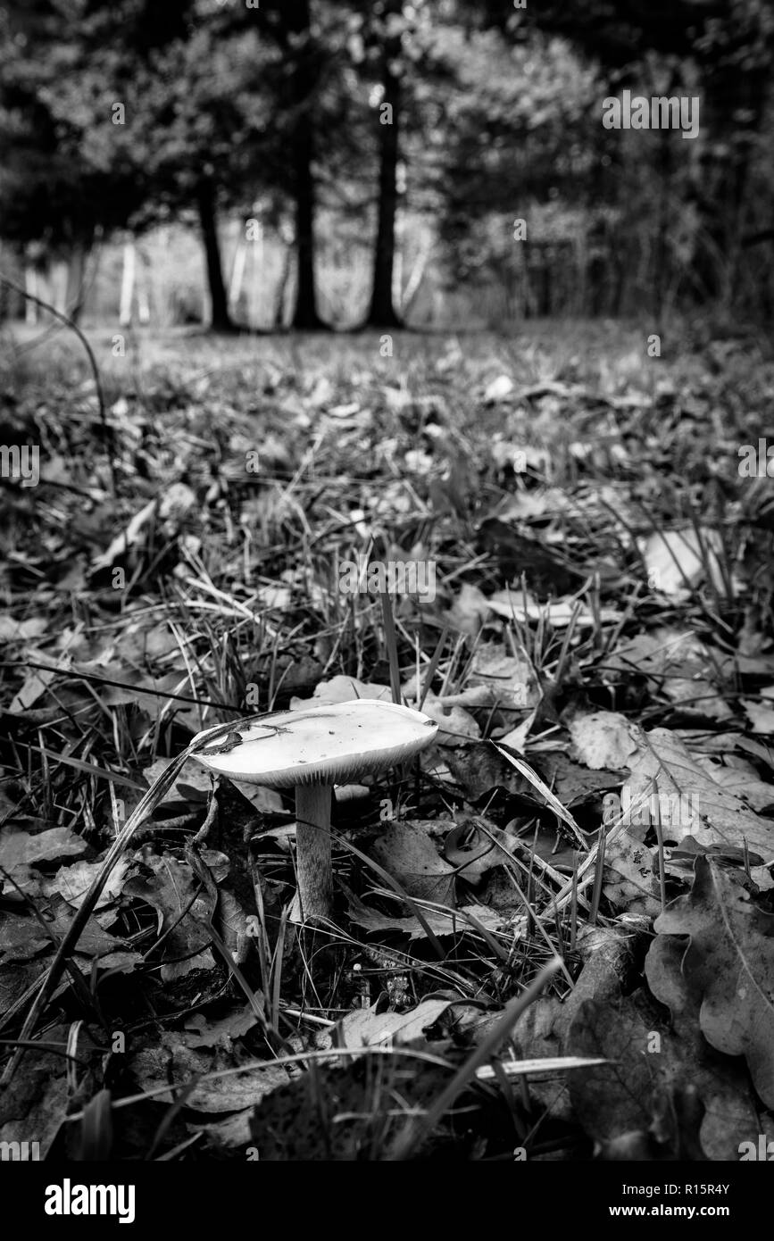 Bianco di funghi tappato, bosco Piano, REGNO UNITO Foto Stock