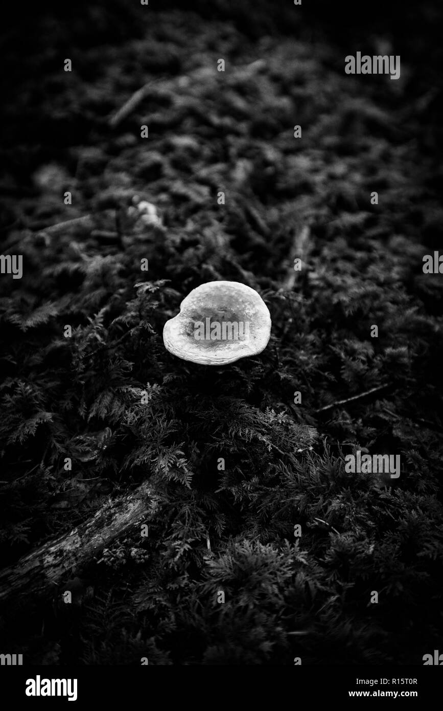 I funghi che crescono su pavimento di bosco, REGNO UNITO Foto Stock