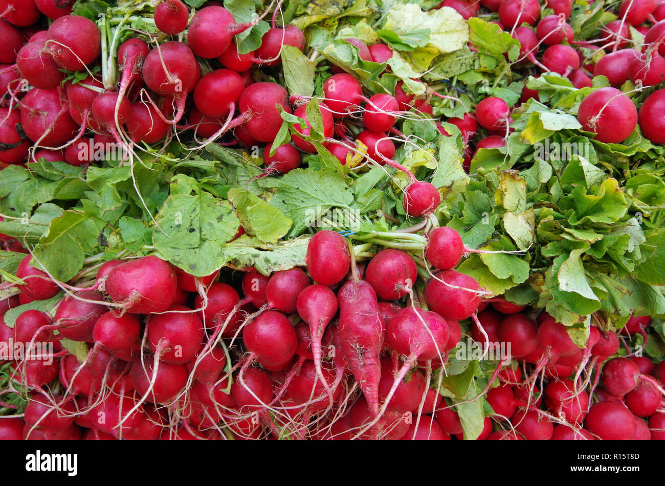 Fattoria fresco grappoli di rosso ravanelli con verdi impilati per mercato Foto Stock