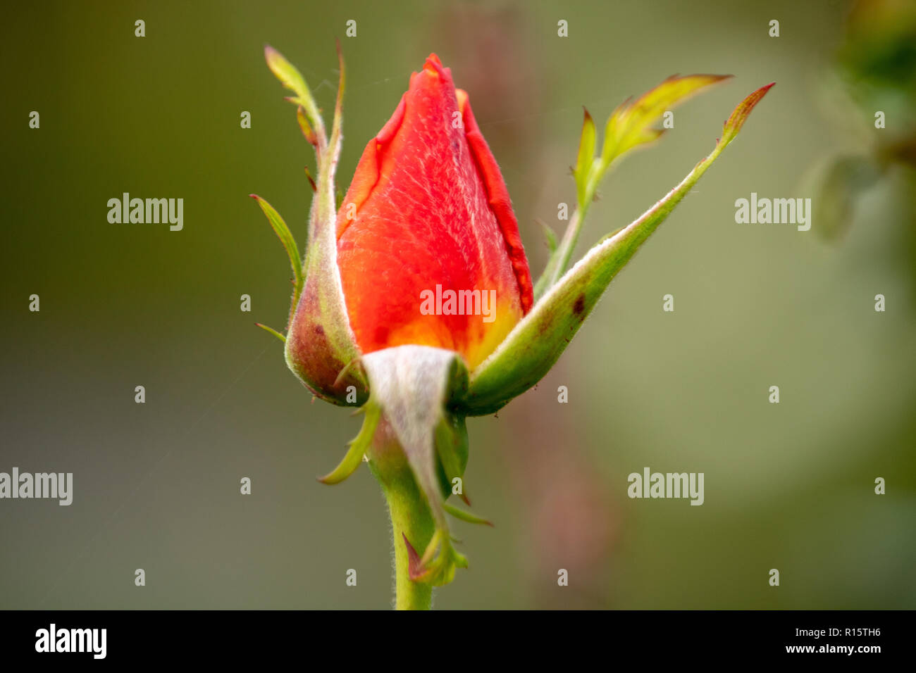 Fiore rosso bud close up Foto Stock