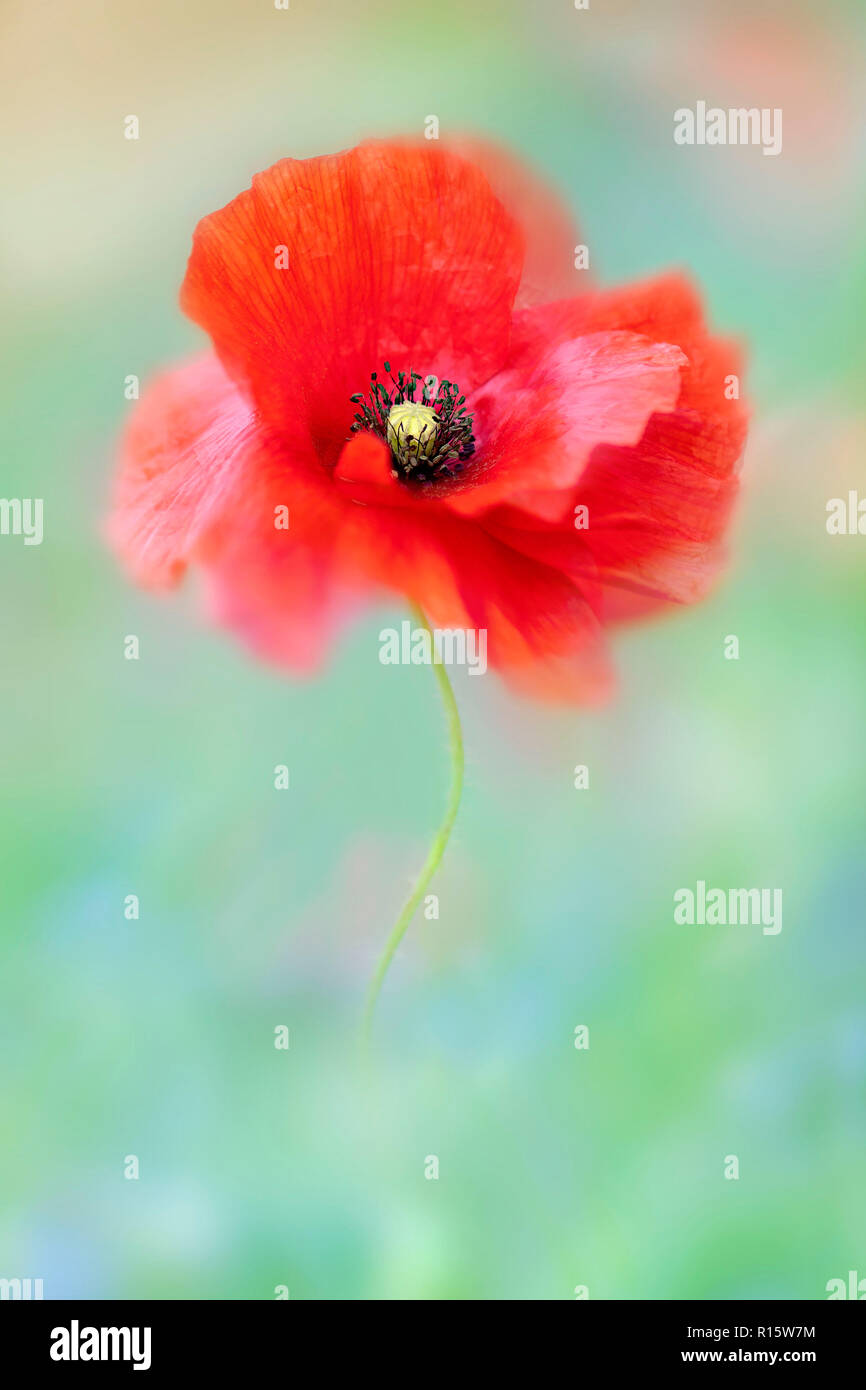 Close-up immagine del campo rosso papavero a volte è anche chiamato Common papavero, Fiandre papavero, di mais o di papavero appena papavero rosso sono tutte Papaver rhoeas. Foto Stock