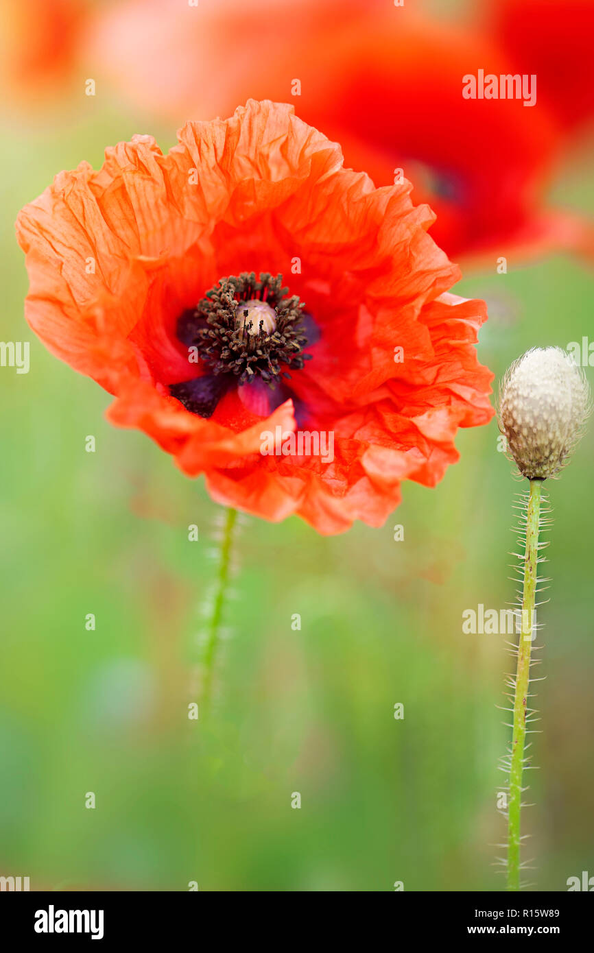 Close-up immagine del campo rosso papavero a volte è anche chiamato Common papavero, Fiandre papavero, di mais o di papavero appena papavero rosso sono tutte Papaver rhoeas. Foto Stock