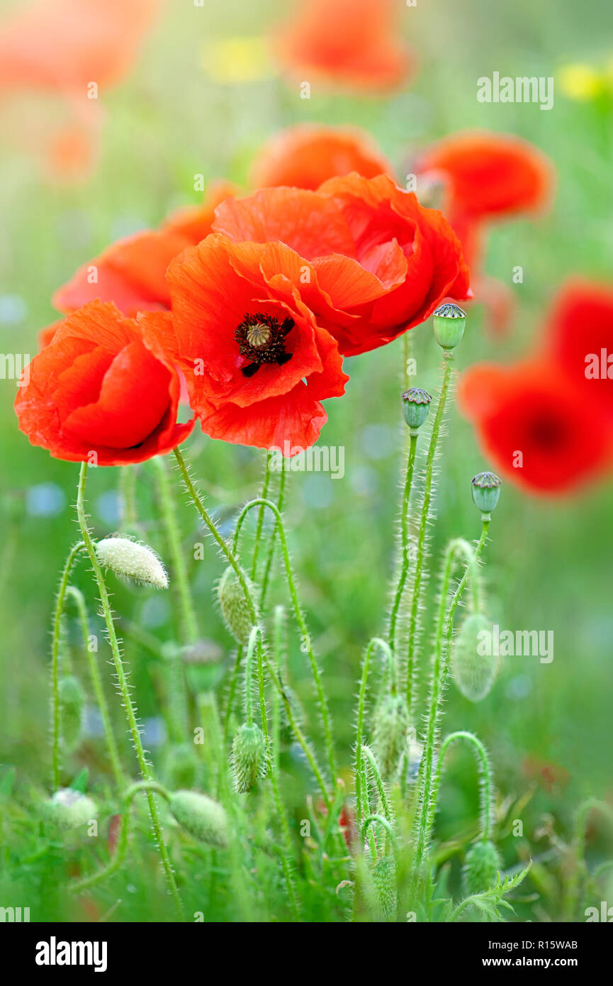 Close-up immagine del campo rosso papavero a volte è anche chiamato Common papavero, Fiandre papavero, di mais o di papavero appena papavero rosso sono tutte Papaver rhoeas. Foto Stock