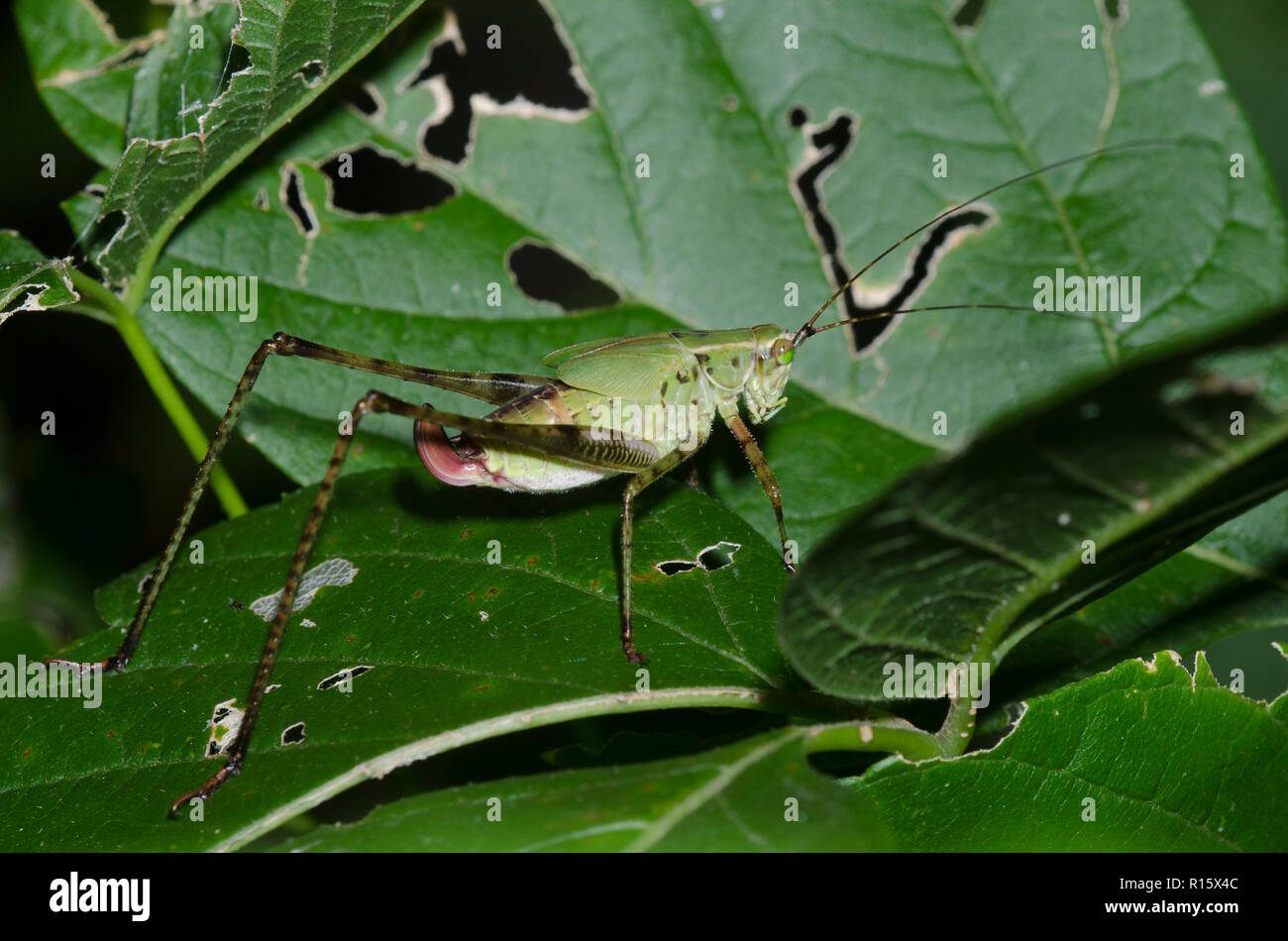 Forcella-tailed Bush Katydid, Scudderia furcata, ninfa femmina Foto Stock