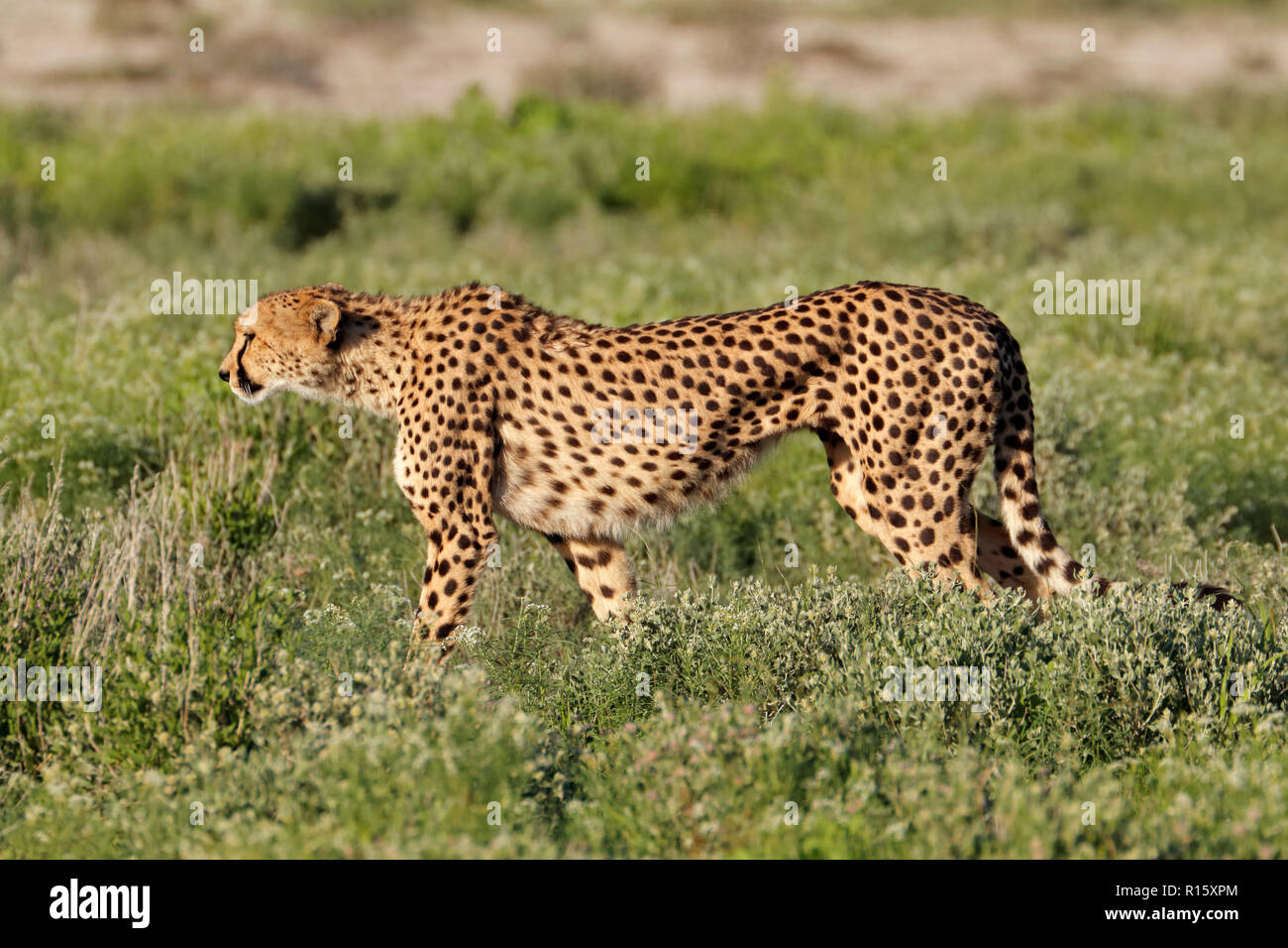 Un avviso ghepardo (Acinonyx jubatus) sulla caccia, il Parco Nazionale di Etosha, Namibia Foto Stock