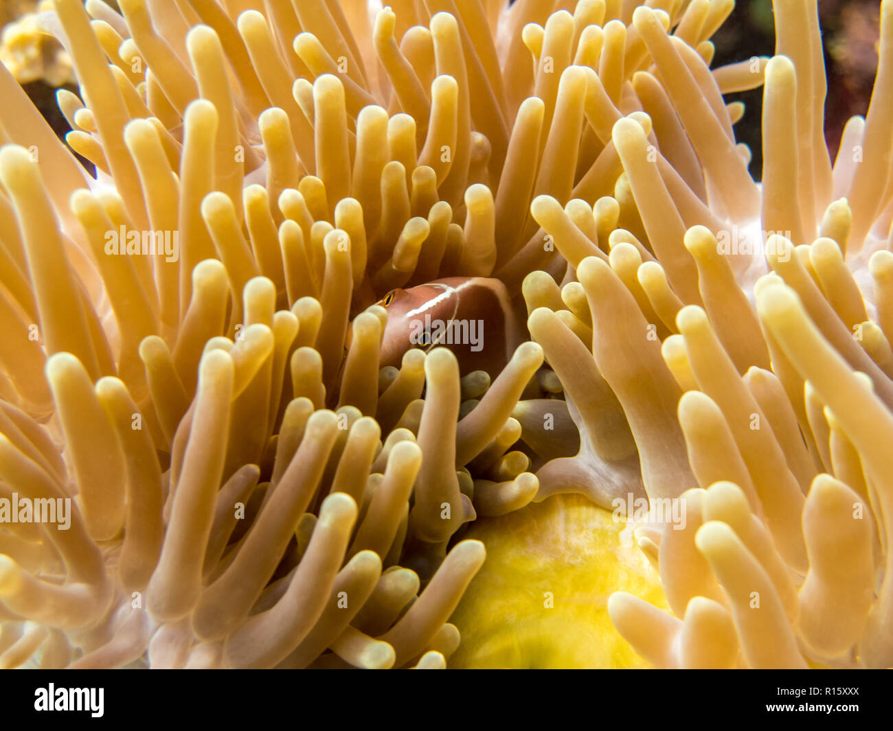 Skunk Clownfish - Kapalai, Borneo Malaysia Foto Stock