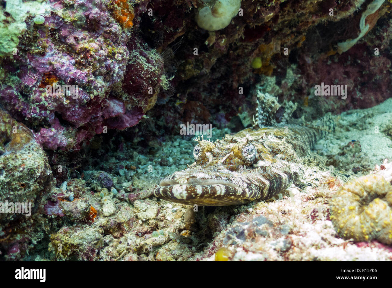 Mimetizzati Crocodilefish - Kapalai, Borneo, Sabah, Malaysia Foto Stock