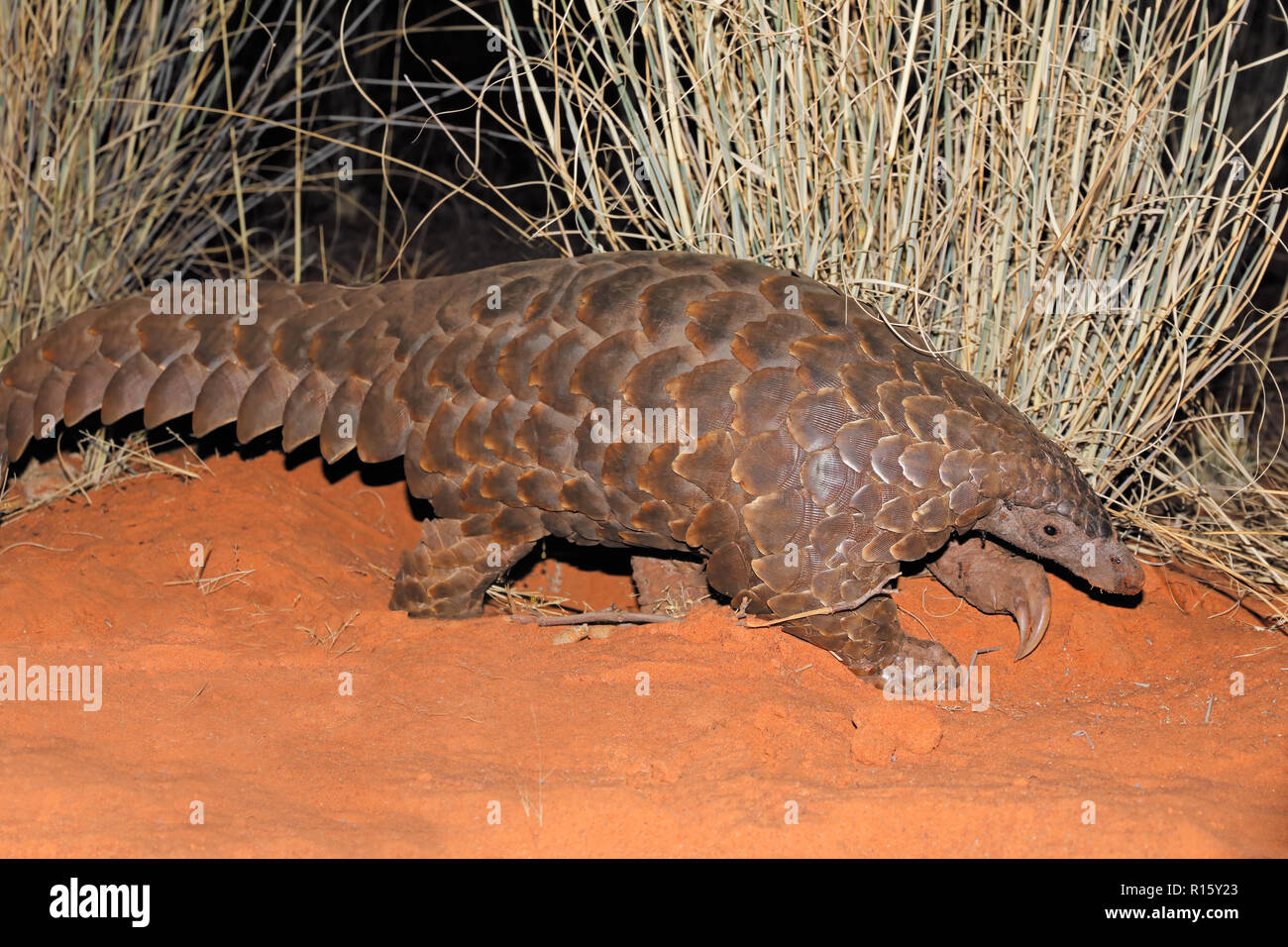 Massa Temmincks pangolin (Manis temminckii) in habitat naturale, Sud Africa Foto Stock