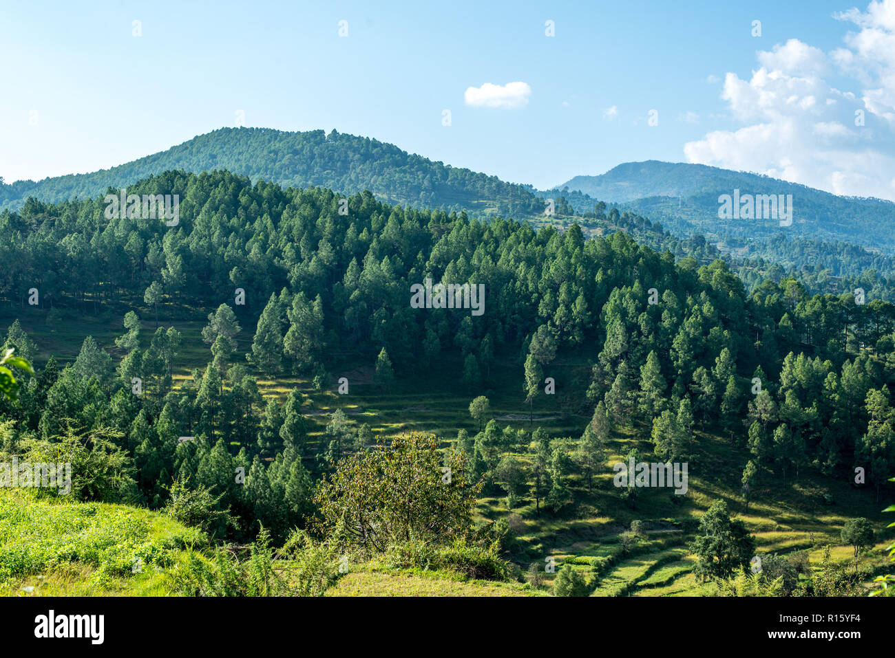 I campi di passo-passo in Bageswar - Himalaya Foto Stock