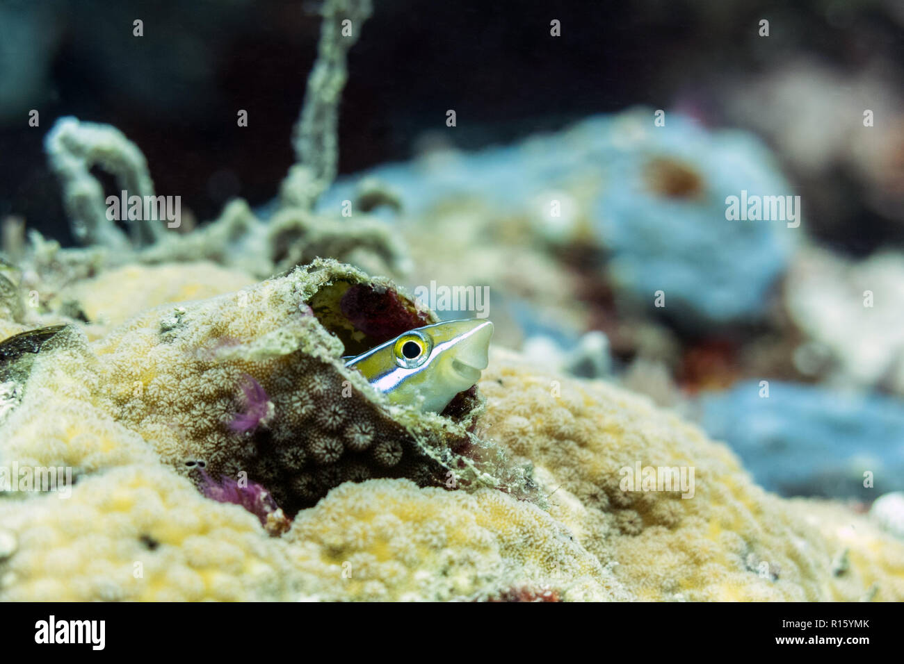 Sorridente Striped Fang Bavose di coralli, Sipadan, Borneo Malaysia Foto Stock