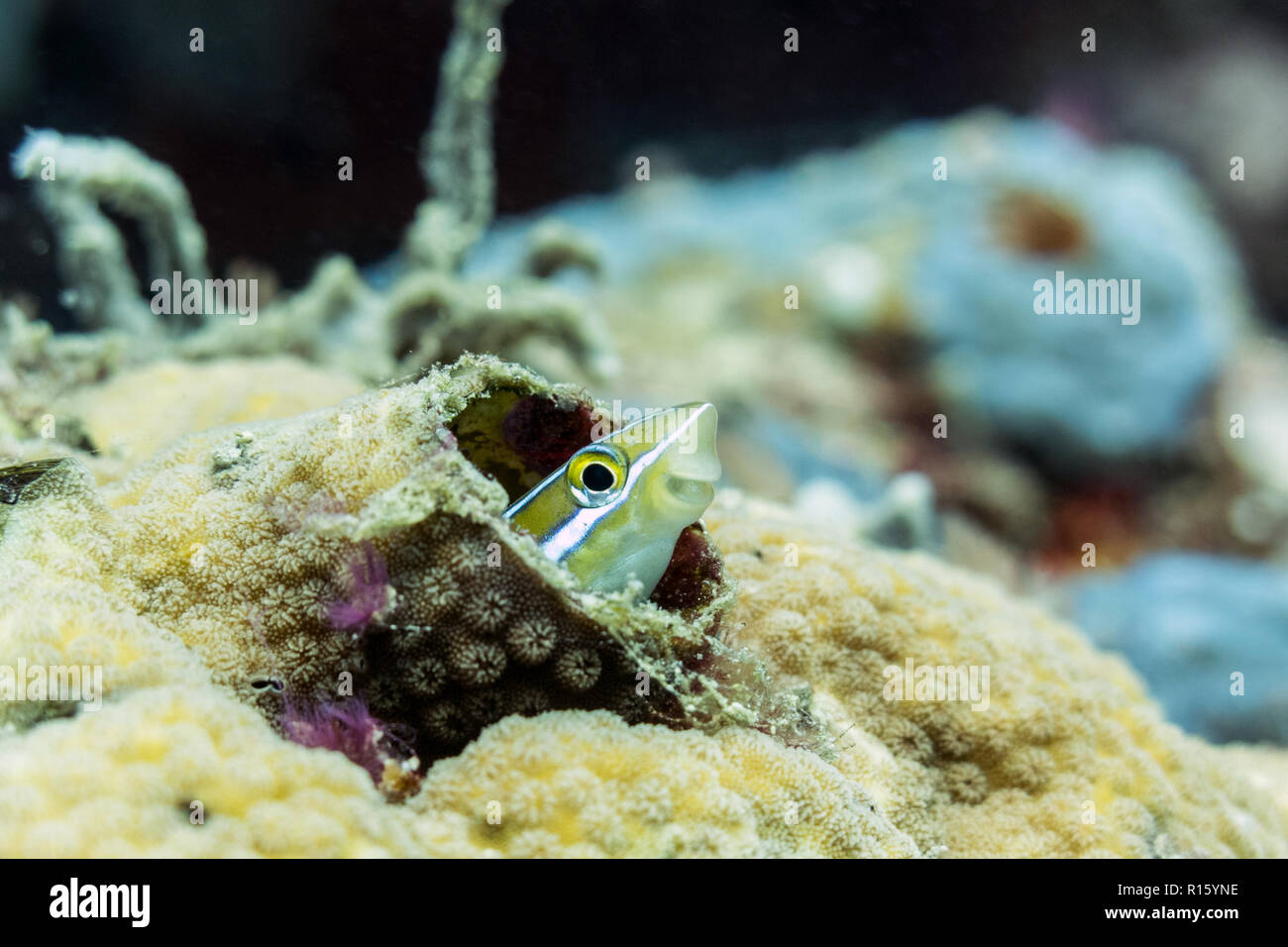 Sorridente Striped Fang Bavose di coralli, Sipadan, Borneo Malaysia Foto Stock
