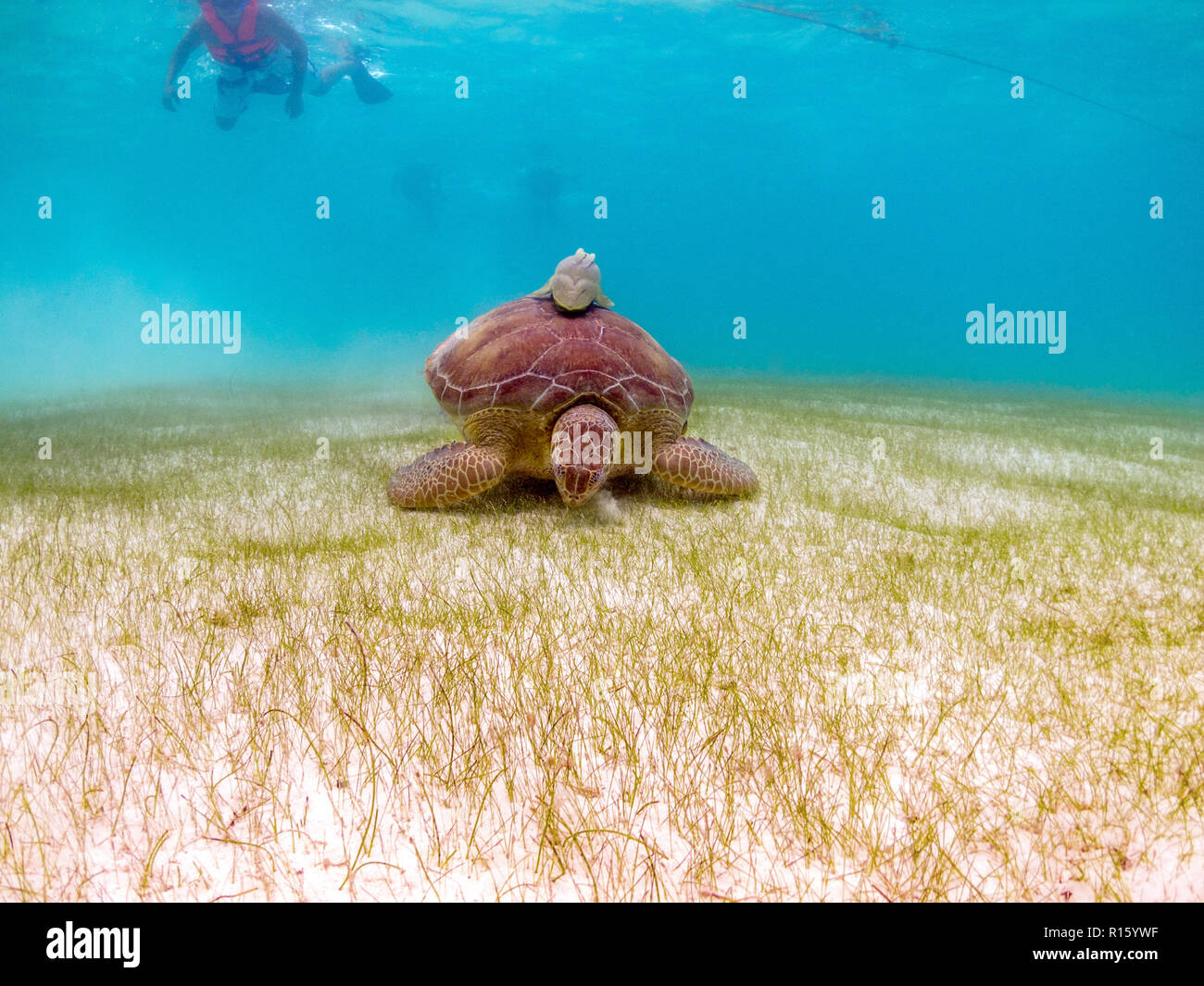 Tartaruga Verde con pesce a ventosa (Remora) sulla Shell - Nuotare con le tartarughe a Akumal Beach, Messico Foto Stock