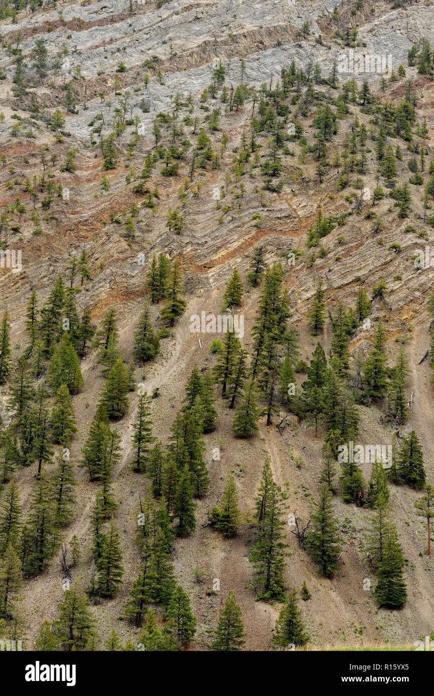 Aride pendici della montagna con alberi di pino, vicino Hedley, BC, Canada Foto Stock