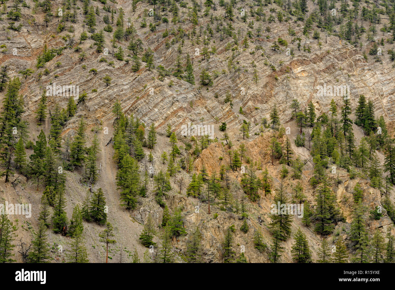 Aride pendici della montagna con alberi di pino, vicino Hedley, BC, Canada Foto Stock