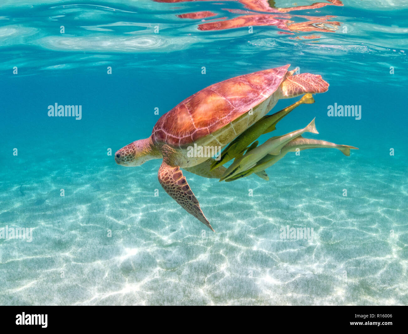 Tartaruga Verde con pesce a ventosa (Remora) sulla Shell - Nuotare con le tartarughe a Akumal Beach, Messico Foto Stock