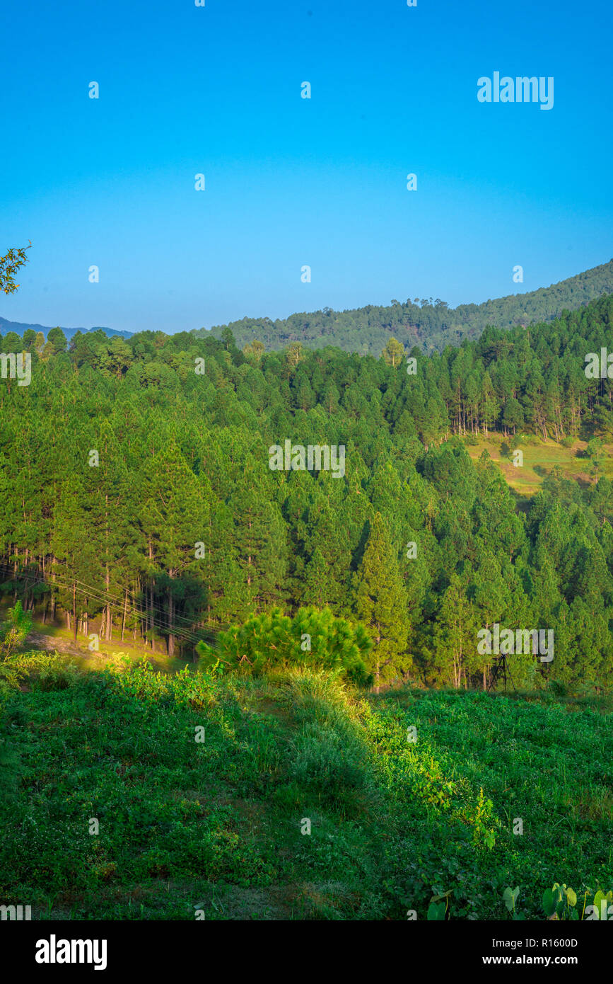 Fattoria in Bageswar, Uttrakhand, India Foto Stock
