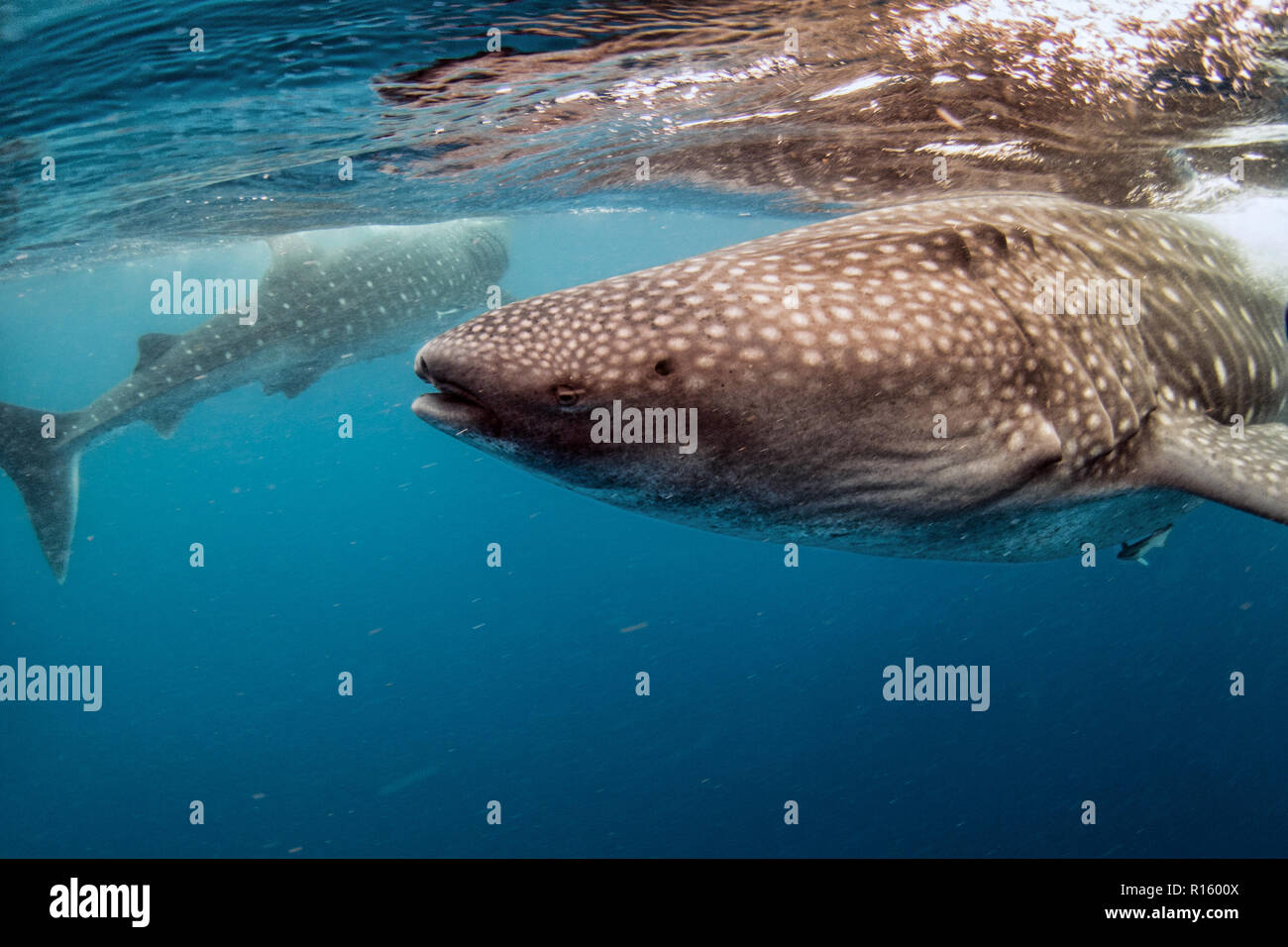 Gli squali balena alimentando in Cancun, Messico Foto Stock