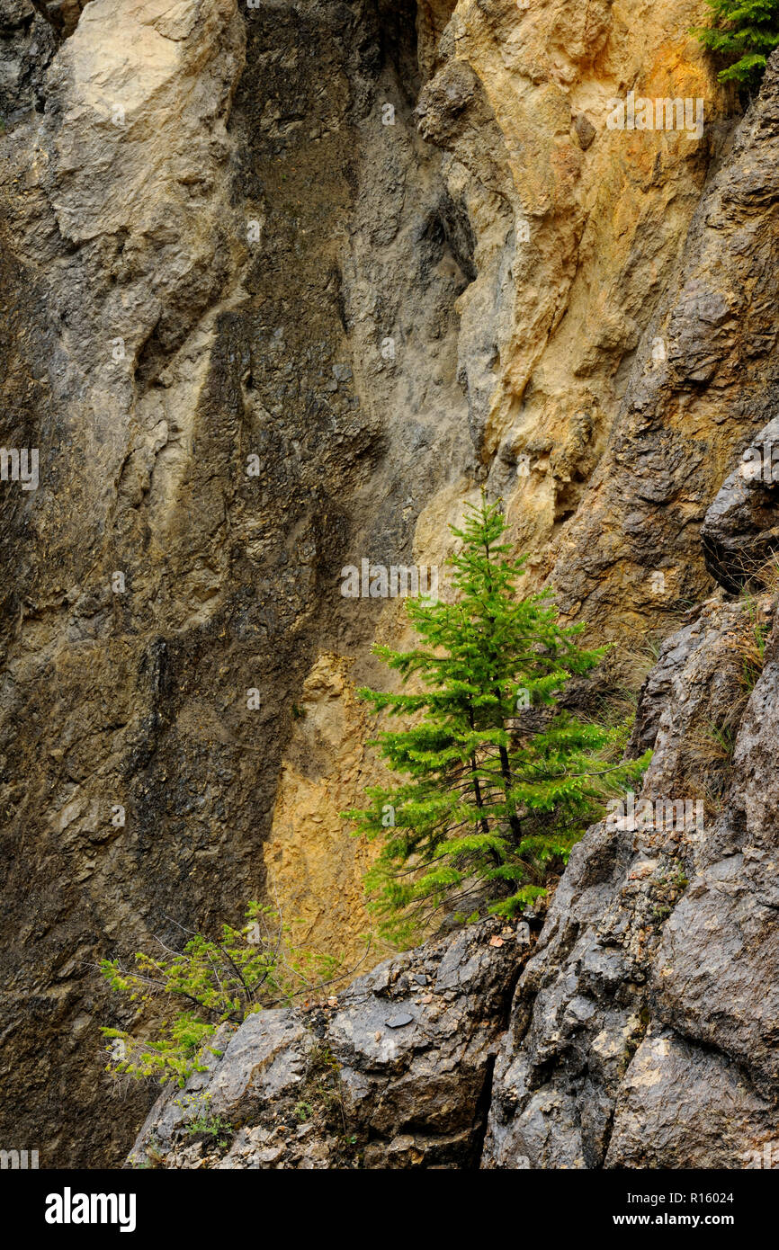 Sinclair ha pareti del canyon, Kootenay National Park, BC, Canada Foto Stock