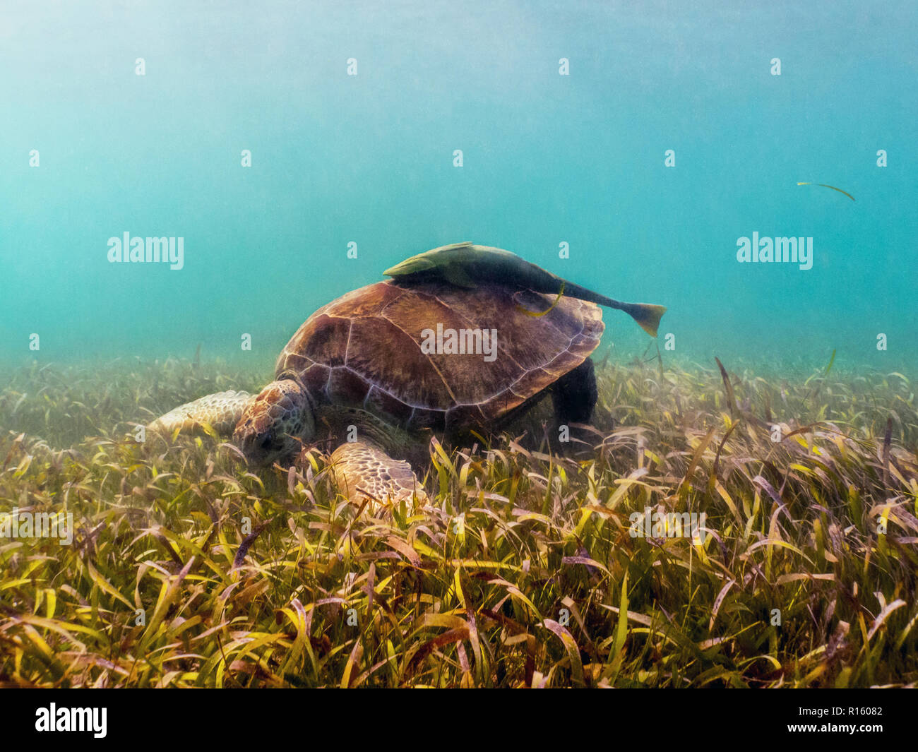 Tartaruga Verde mangiare erba con Remora sulla Shell - Akumal, Messico Foto Stock