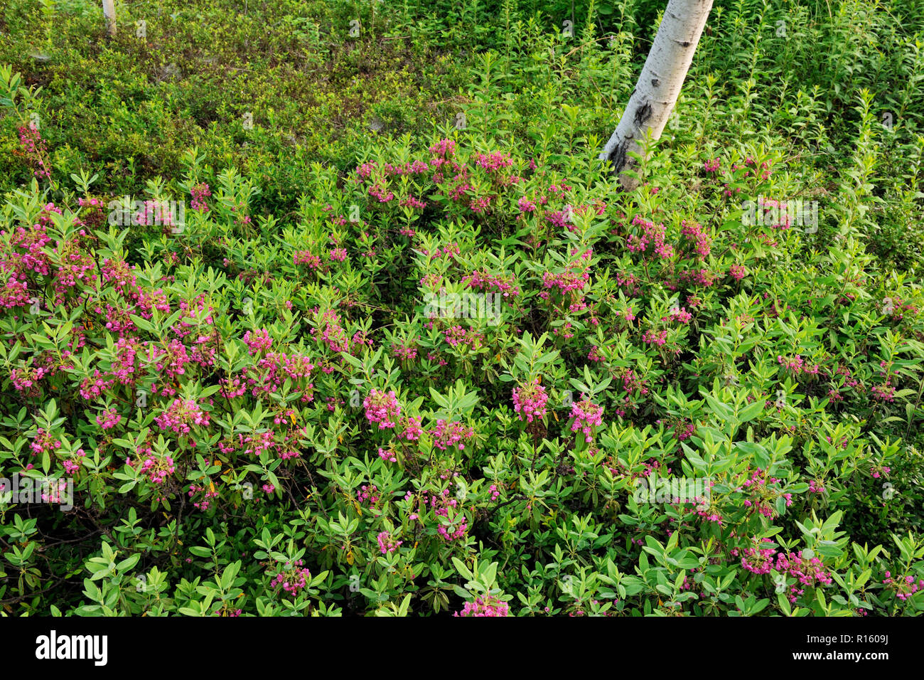 Pecora di fioritura e arbusti di alloro, maggiore Sudbury, Ontario, Canada Foto Stock