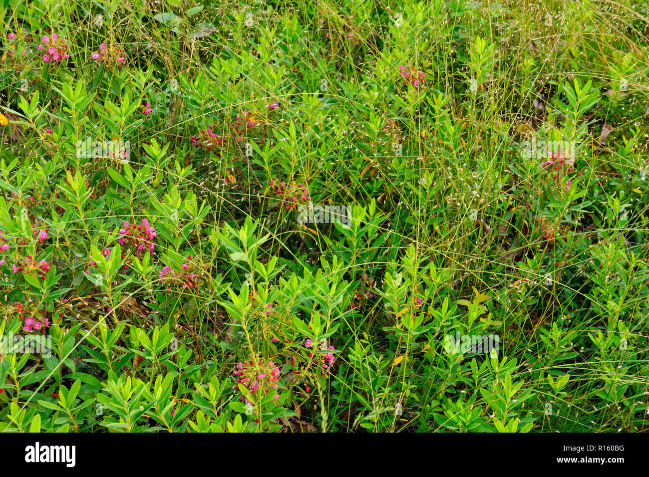 Pecora di fioritura e arbusti di alloro, maggiore Sudbury, Ontario, Canada Foto Stock