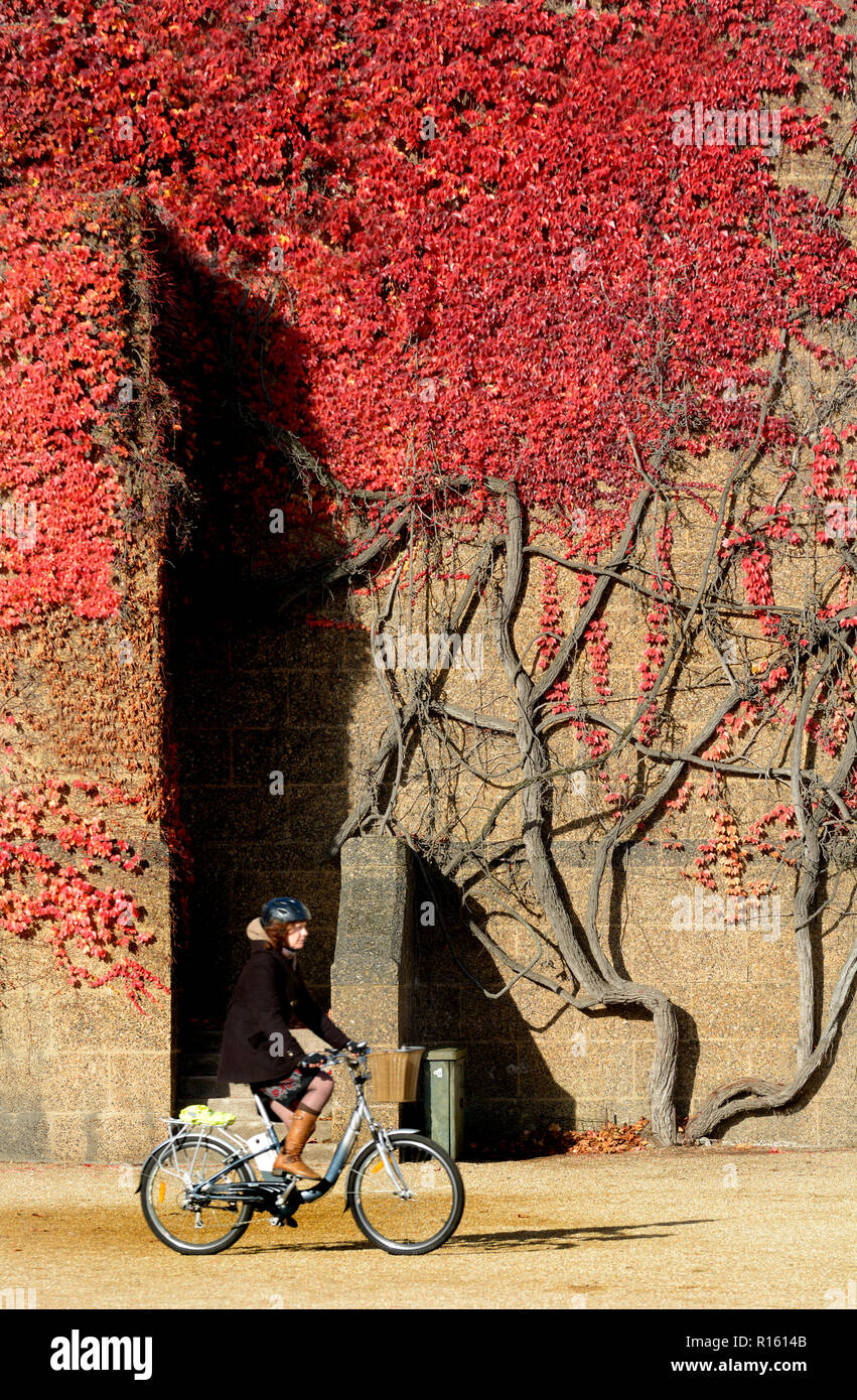 Virginia superriduttore (Parthenocissus quinquefolia) sulla parete del vecchio Admiralty Building Londra, Inghilterra, Regno Unito. Donna passato in bicicletta Foto Stock