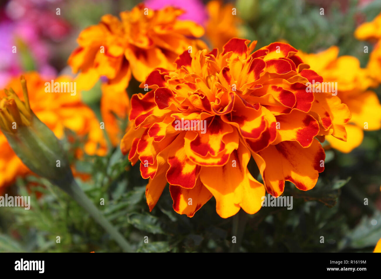 Close up di un luminoso orangeand rosso francese tagete (Tagetes patula), crescendo in un giardino con uno sfondo luminoso di fiori. Foto Stock