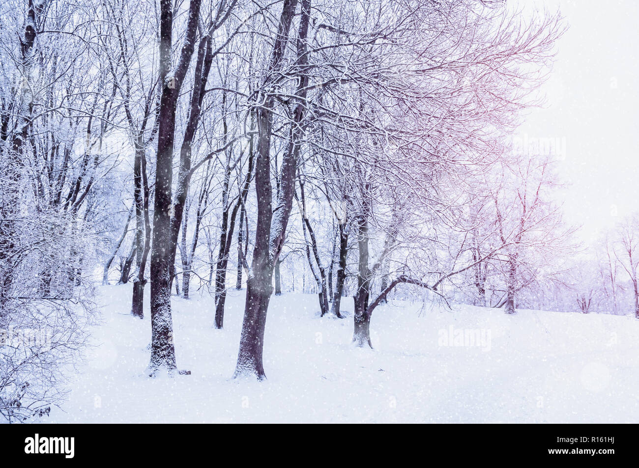 Paesaggio invernale con la caduta di neve - wonderland foresta con neve e sole durante l'inverno Grove. Snowy scena con Natale e Anno Nuovo umore Foto Stock