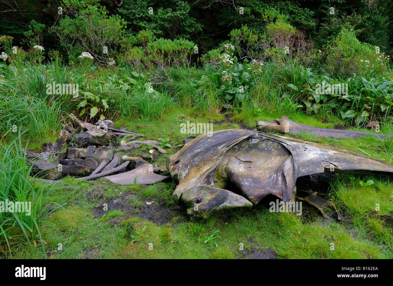 Resti di ossa di una balena Sei, trovato su una costa del Golfo di Pézenas in Patagonia del Cile meridionale Foto Stock