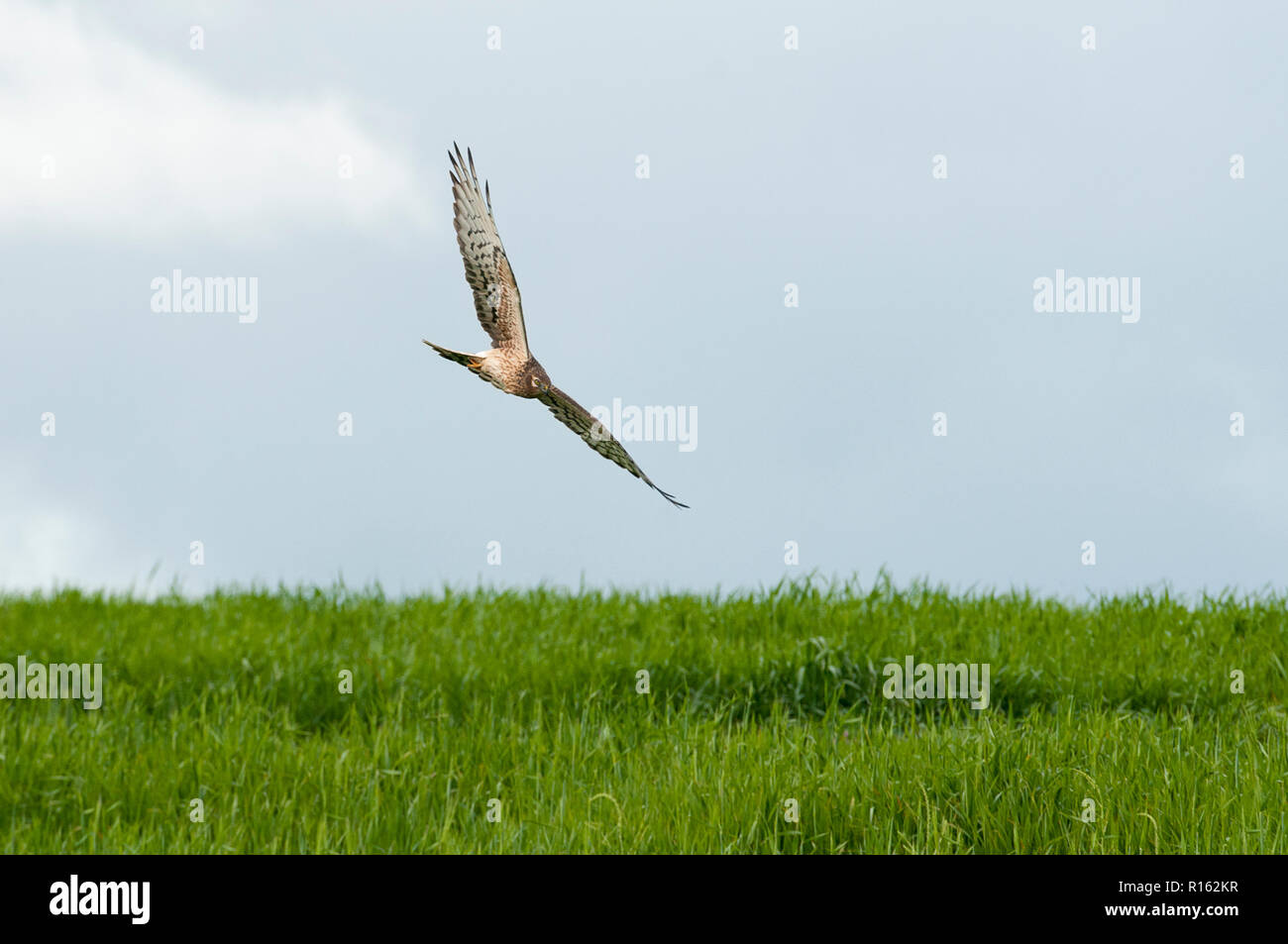 Montagu's Harrier (Circus pygargus), femmina volare sopra i campi Foto Stock