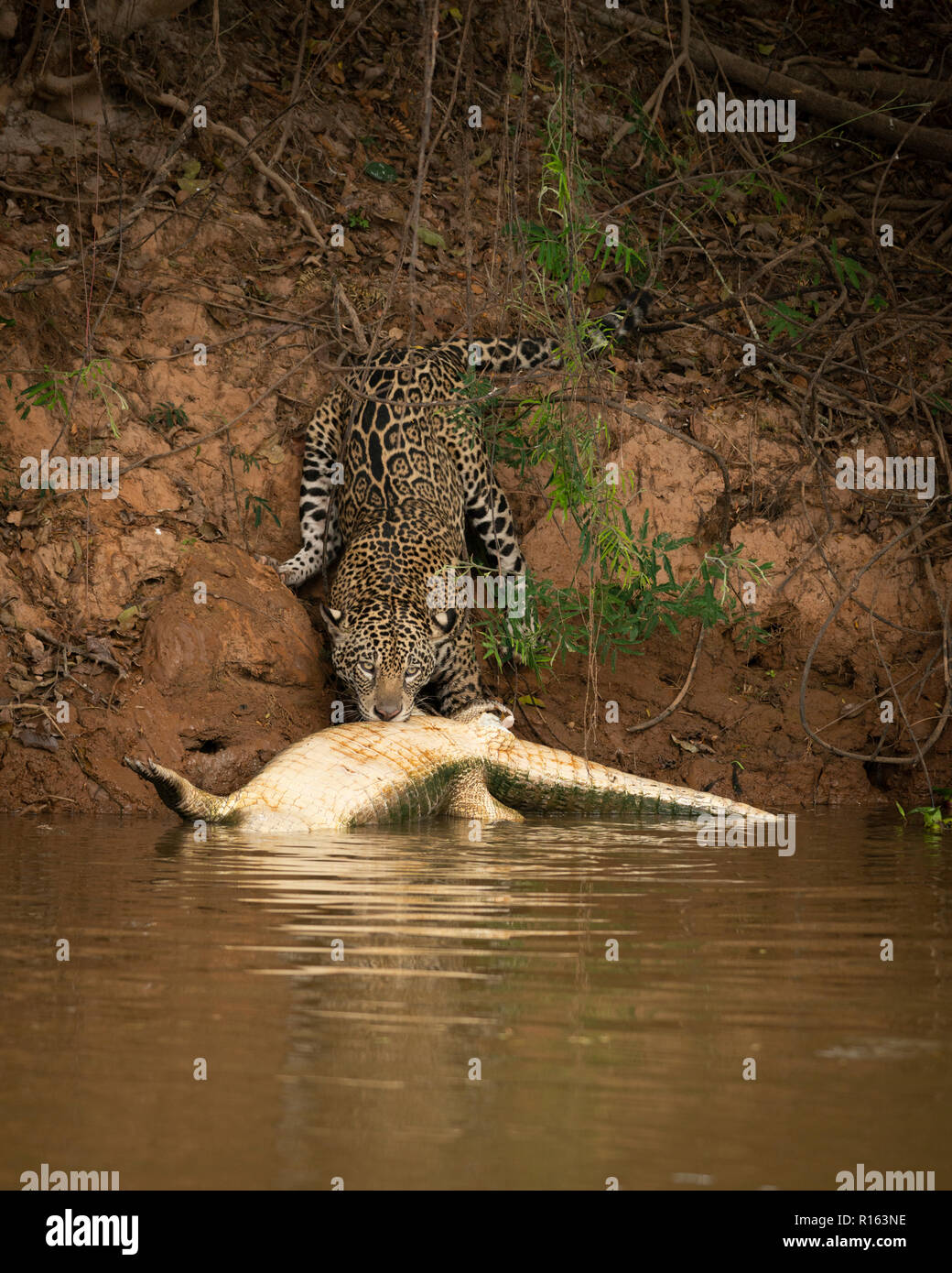 Una Jaguar tirando un caimano morti al di fuori dell'acqua nel Pantanal del Nord, Brasile Foto Stock