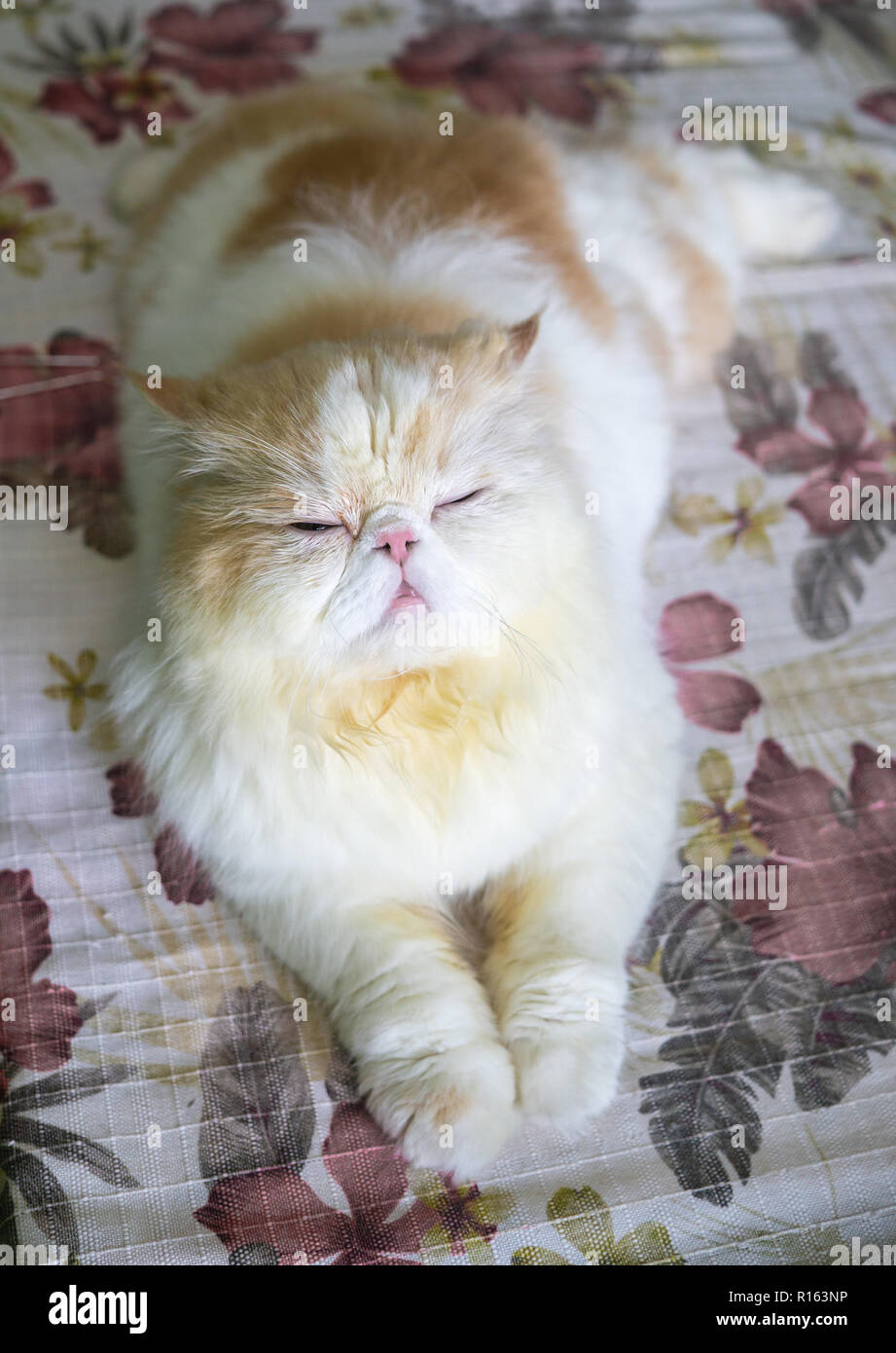 Bianco marrone assonnato gatto persiano sul letto Foto Stock